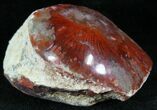 Pennsylvanian Aged Red Agatized Horn Coral - Utah #26382-1